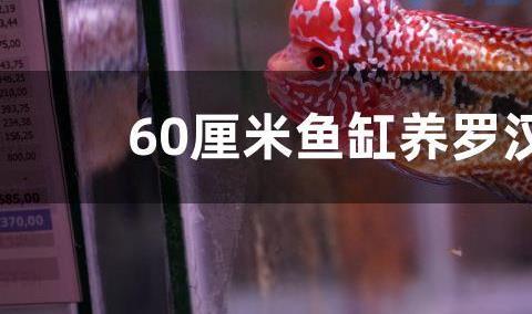 60厘米鱼缸养罗汉鱼吗？