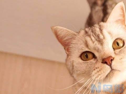 猫咪不认生跟谁都好？