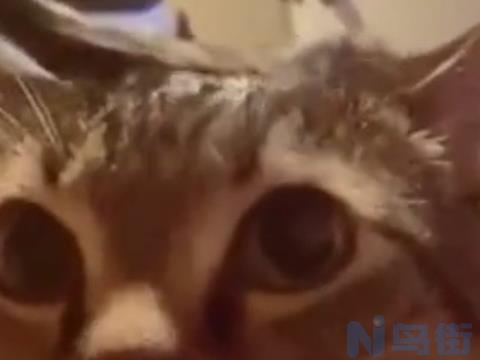 猫咪到家几天能适应？