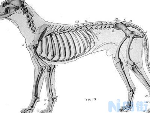 狗肋骨大肚子瘪？