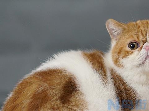 14天的小猫离开母猫能活嘛？