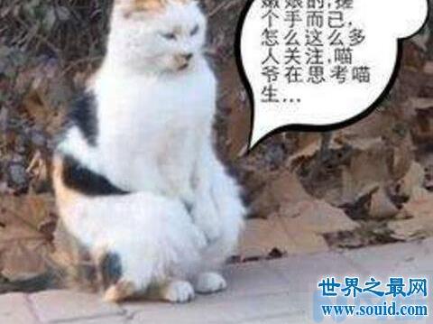 猫抽搐站不起来？