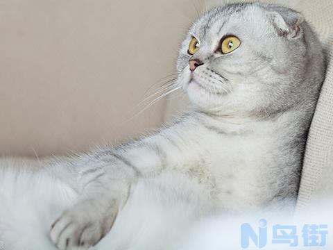 猫咪吐黄水有泡沫粘液精神好？