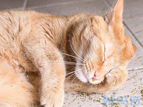 猫咪怀孕不小心吸了猫薄荷？