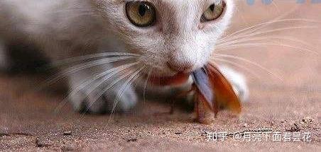 猫吃蟑螂药多久有症状？