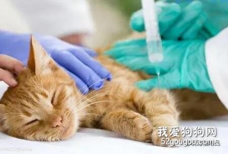 被传染猫瘟多久才会有症状？