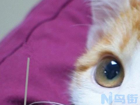 猫打针后针眼感染的症状？