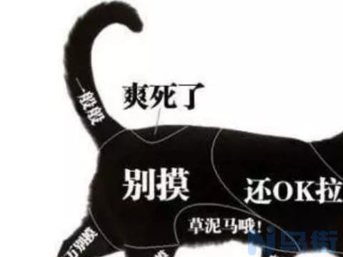 猫的身体结构？