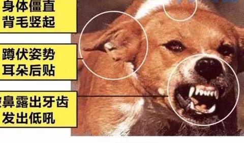 一直在家的狗会有狂犬病吗？