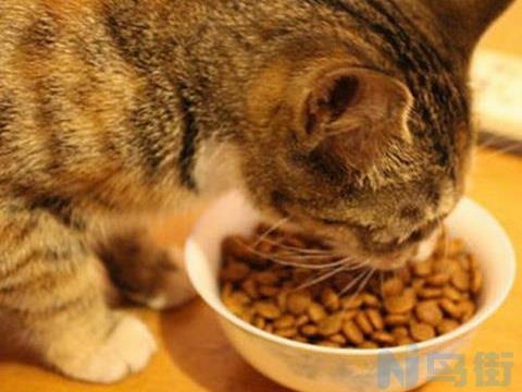 猫吃什么食物补充赖氨酸？