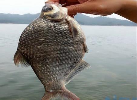 野钓鳊鱼的最佳水深是多少