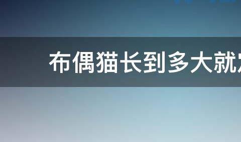 猫生长到多大身体定型？