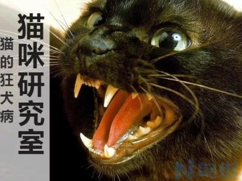 猫咪感染狂犬病后几天会死？