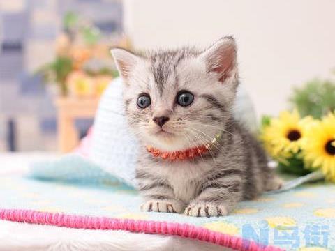 8个月的猫咪算幼猫还是成猫？