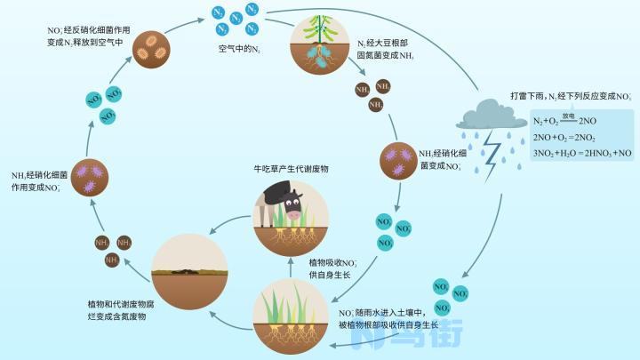 鱼缸加硝化细菌的作用有哪些