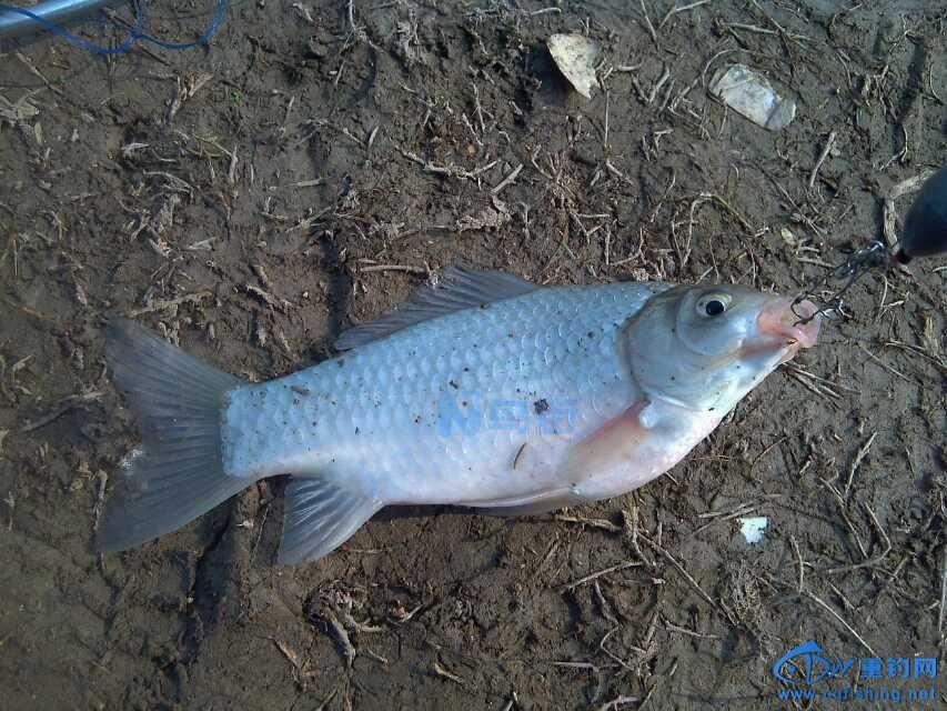 初春钓鲫鱼饵料味型？