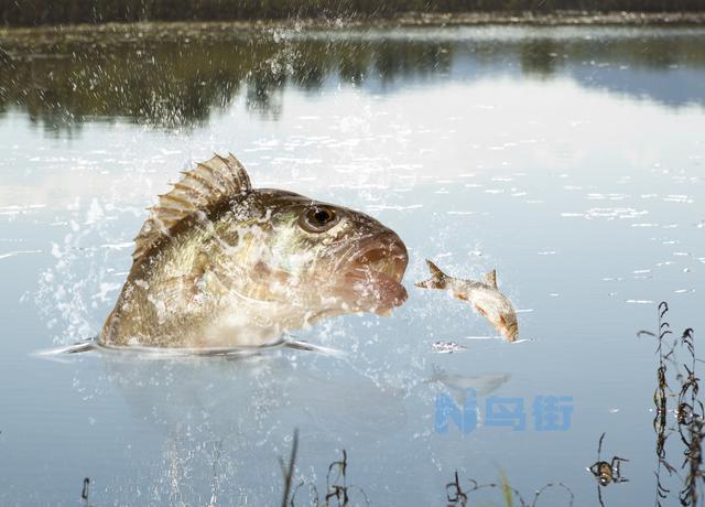 钓鲈鱼用什么饵最好？