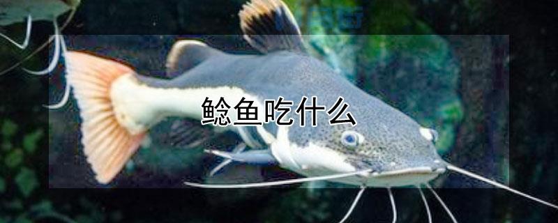 家养鲶鱼吃什么？