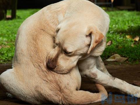 狗狗湿疹用红霉素软膏可以吗？