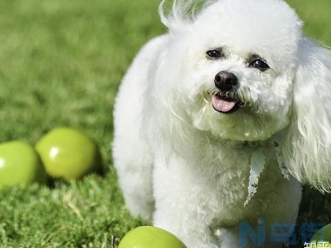 狗狗吃了榴莲核会死吗？