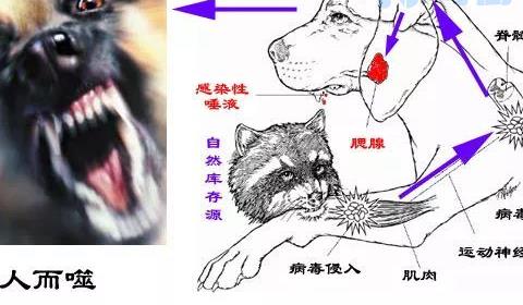 患狂犬病的狗和正常的狗区别？