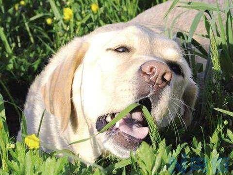 狗吃了除草剂的草怎么办？