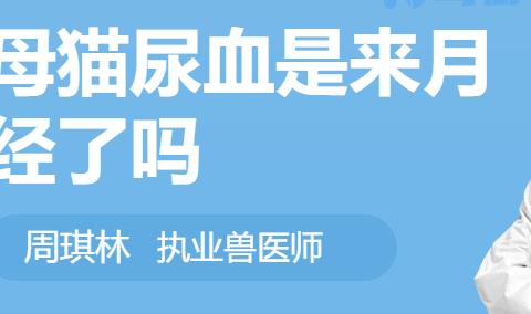 母猫尿血是怎么回事但是精神好？