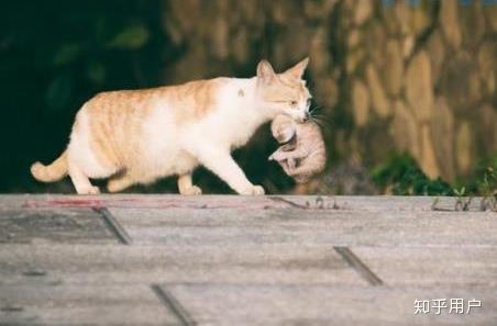 母猫把小猫叼走藏起来怎么办？