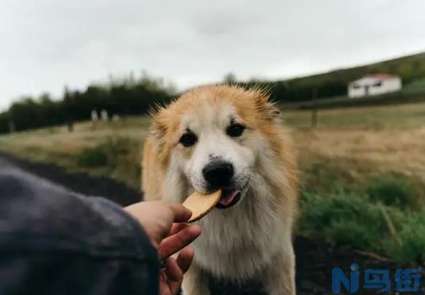 狗狗可以每天吃鸡胸肉吗？