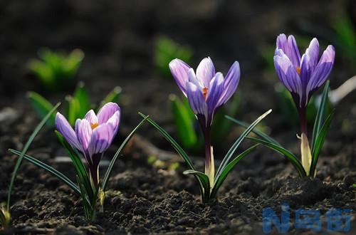 藏红花夏天怎么养护？