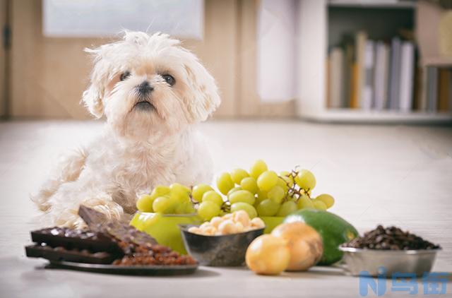 为啥狗狗不能吃鸭肉？