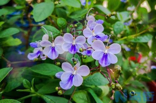 蓝蝴蝶花一年四季怎么浇水？