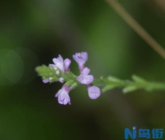 马鞭草