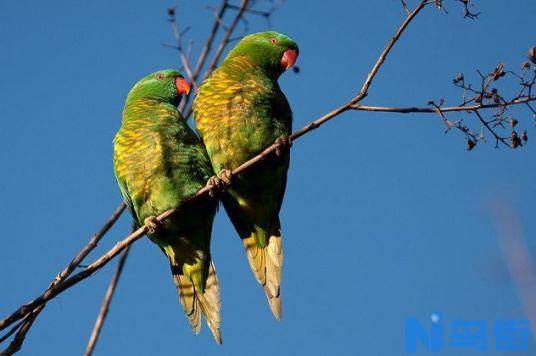 鳞胸吸蜜鹦鹉