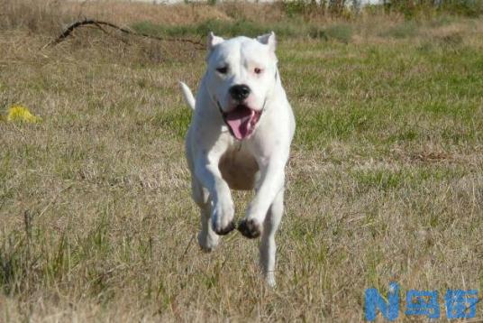 阿根廷杜高犬