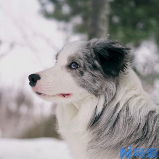 边境牧羊犬