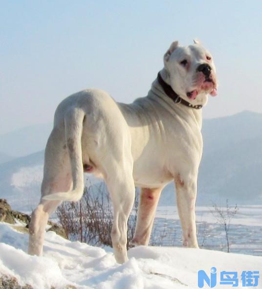 杜高犬