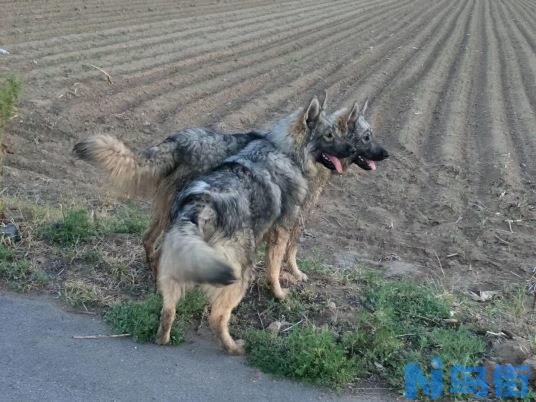 狼青犬