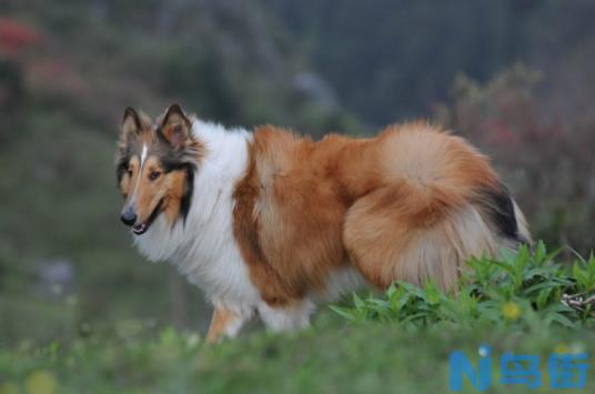 苏格兰牧羊犬